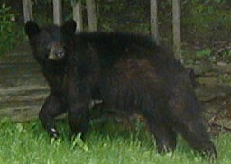 Black bear at edge of woods